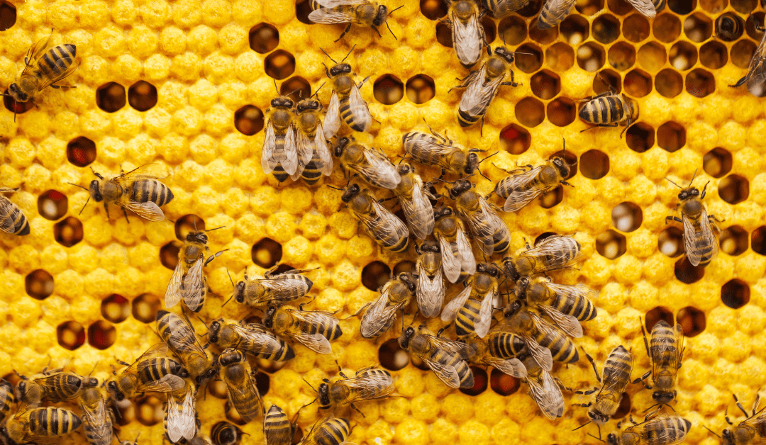 Health Benefits of Organic Honey