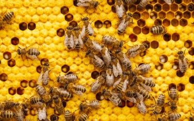 Health Benefits of Organic Honey