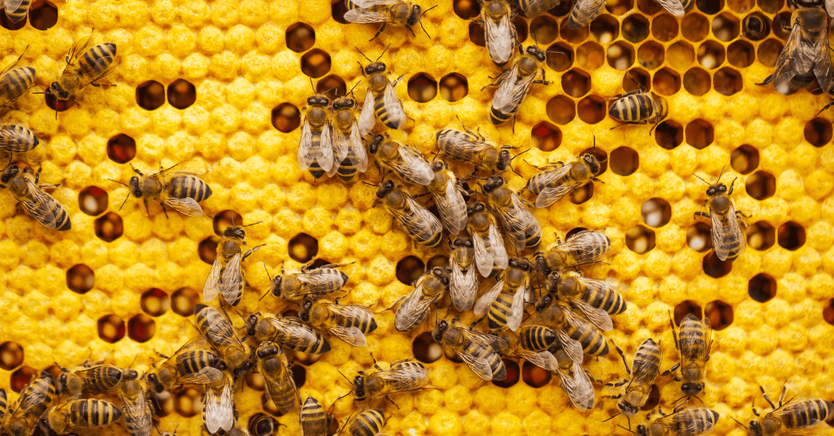 Health Benefits of Organic Honey - Honey Bees